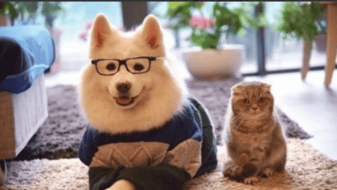 年轻人的“毛孩子”依赖症，背后藏着什么？