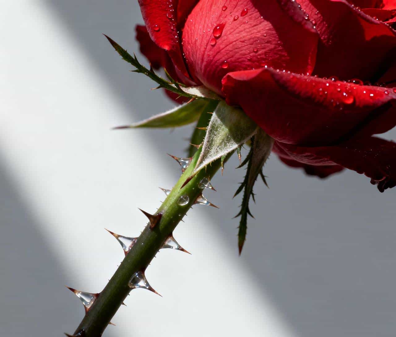 使用DeepSeek和豆包重读《飞鸟集》之二百三十：玫瑰