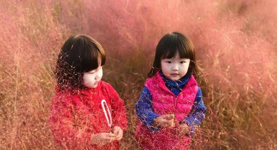 以草为名，比花更美！曲江三大秋日限定粉黛乱子草花海上线~