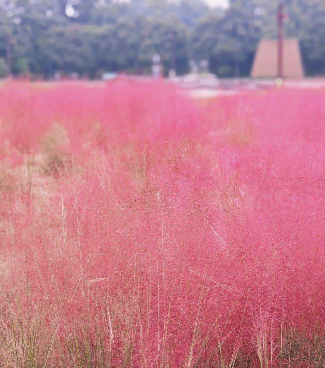 以草为名，比花更美！曲江三大秋日限定粉黛乱子草花海上线~