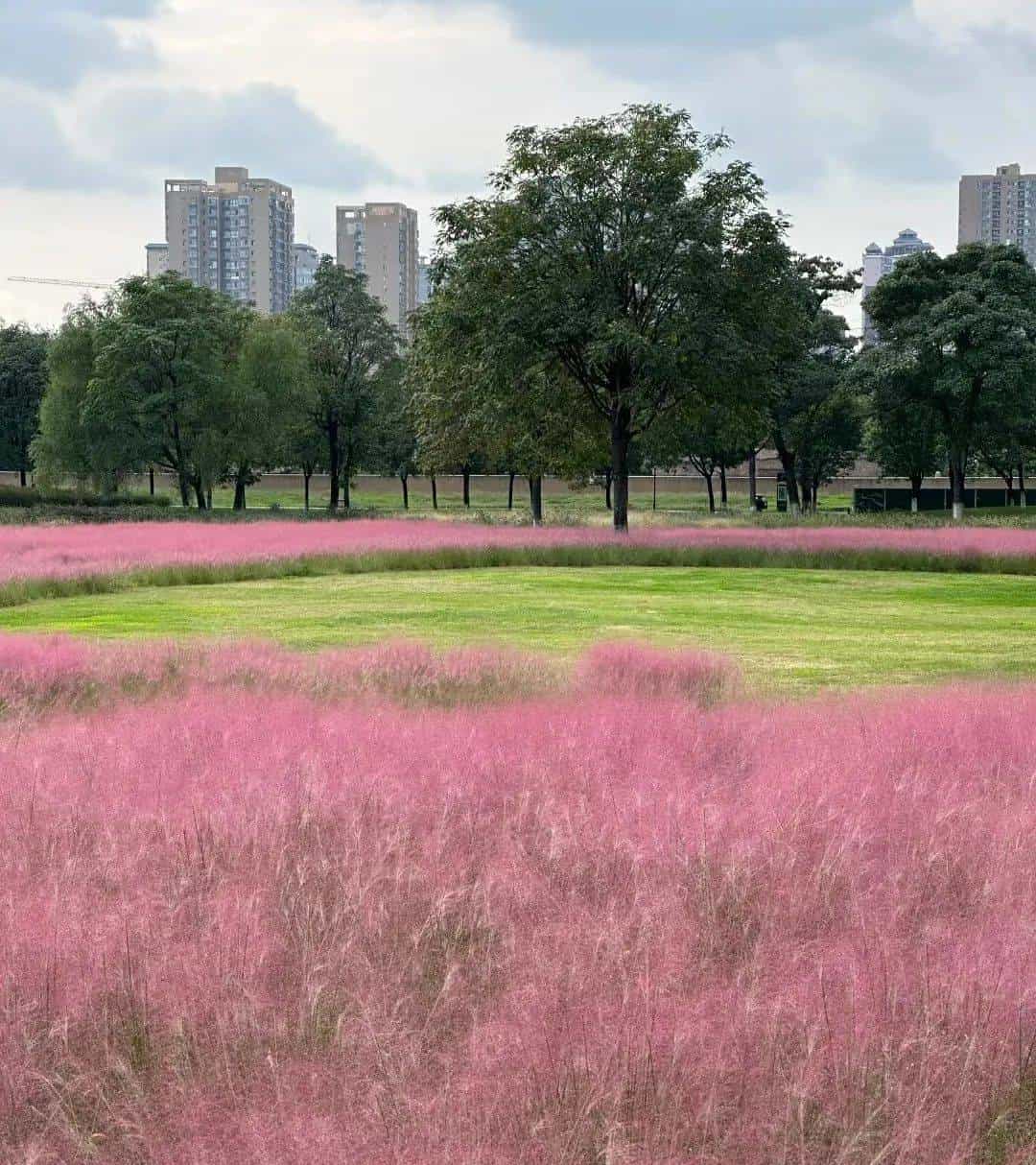 以草为名，比花更美！曲江三大秋日限定粉黛乱子草花海上线~