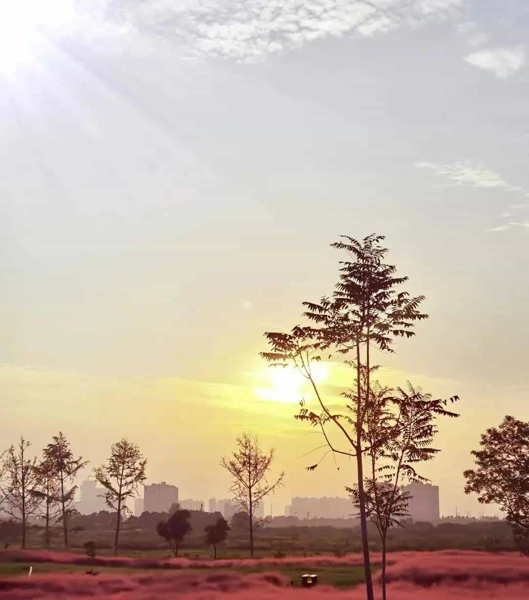以草为名，比花更美！曲江三大秋日限定粉黛乱子草花海上线~