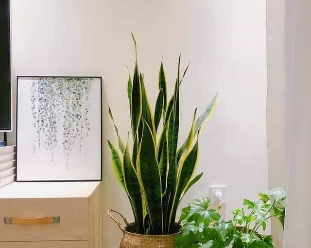 虎皮兰盆里挖个洞，埋上一勺子它，小叶子直挺挺的？又厚又绿