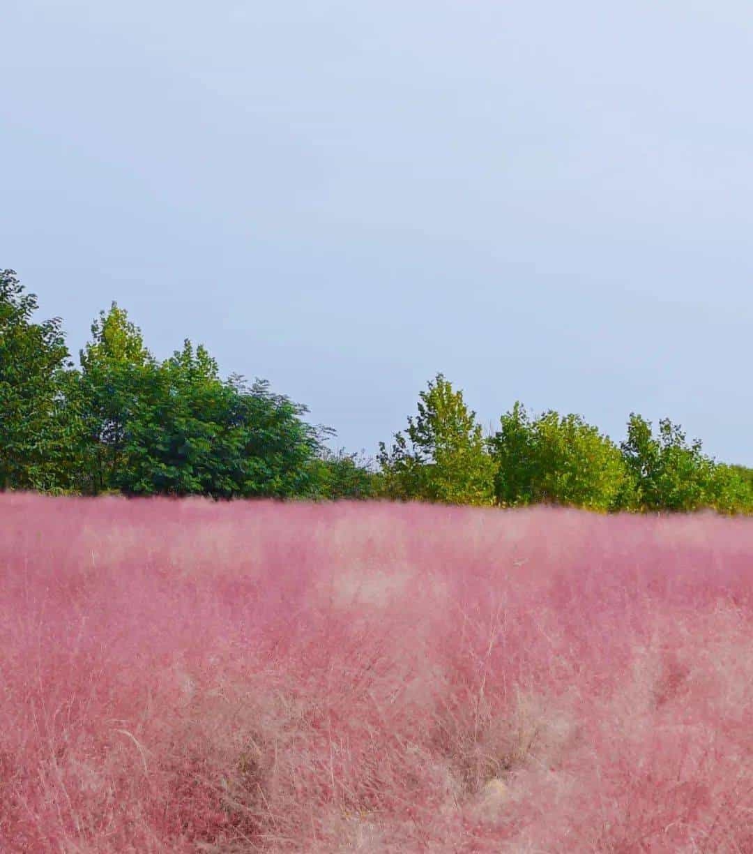 以草为名，比花更美！曲江三大秋日限定粉黛乱子草花海上线~