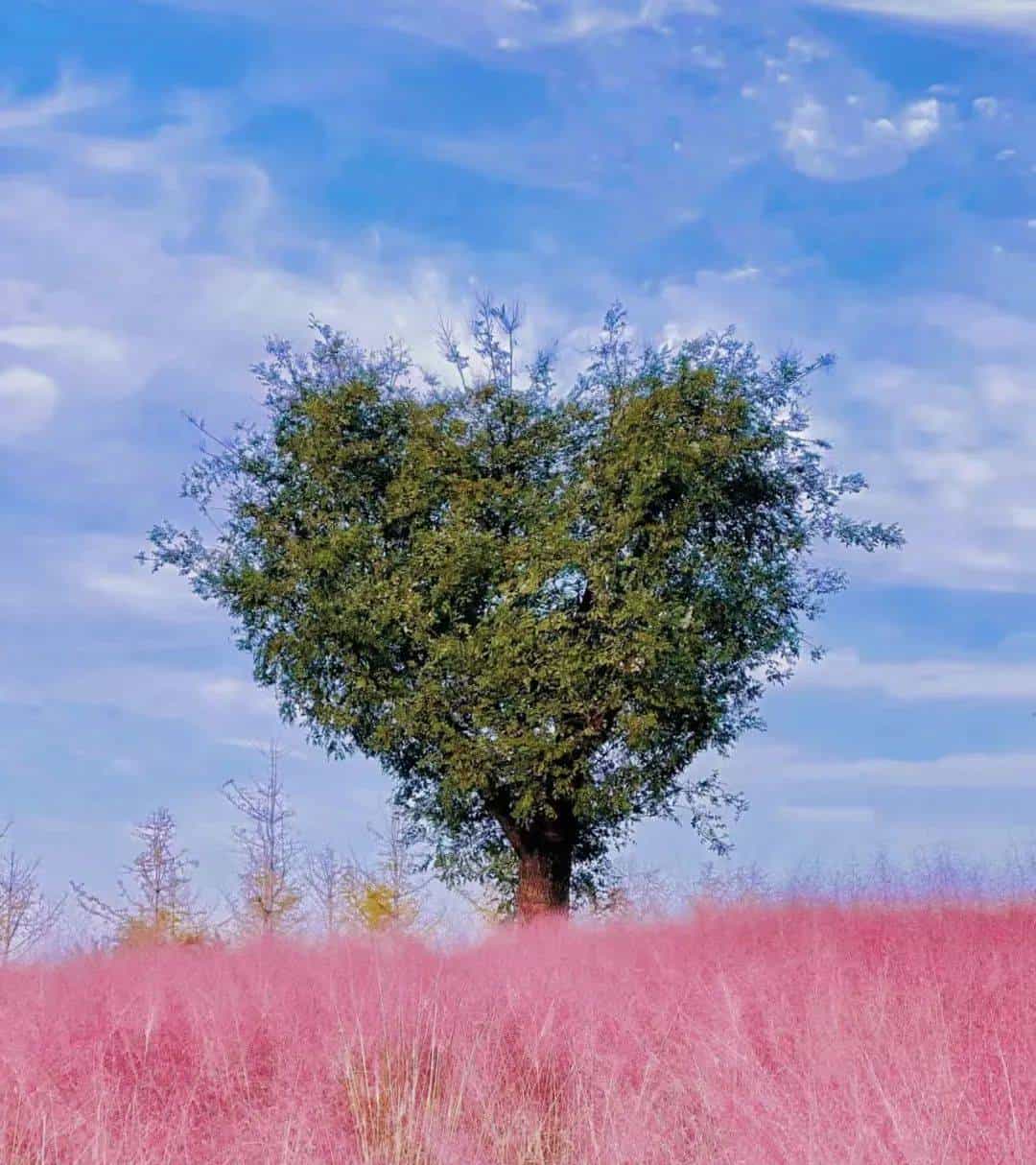 以草为名，比花更美！曲江三大秋日限定粉黛乱子草花海上线~