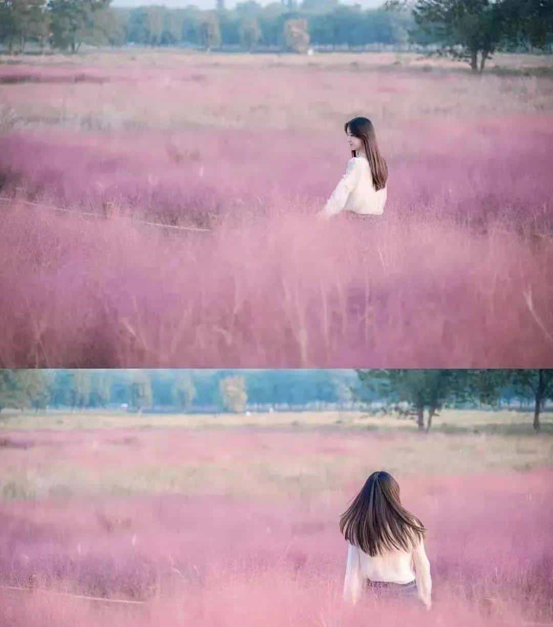 以草为名，比花更美！曲江三大秋日限定粉黛乱子草花海上线~