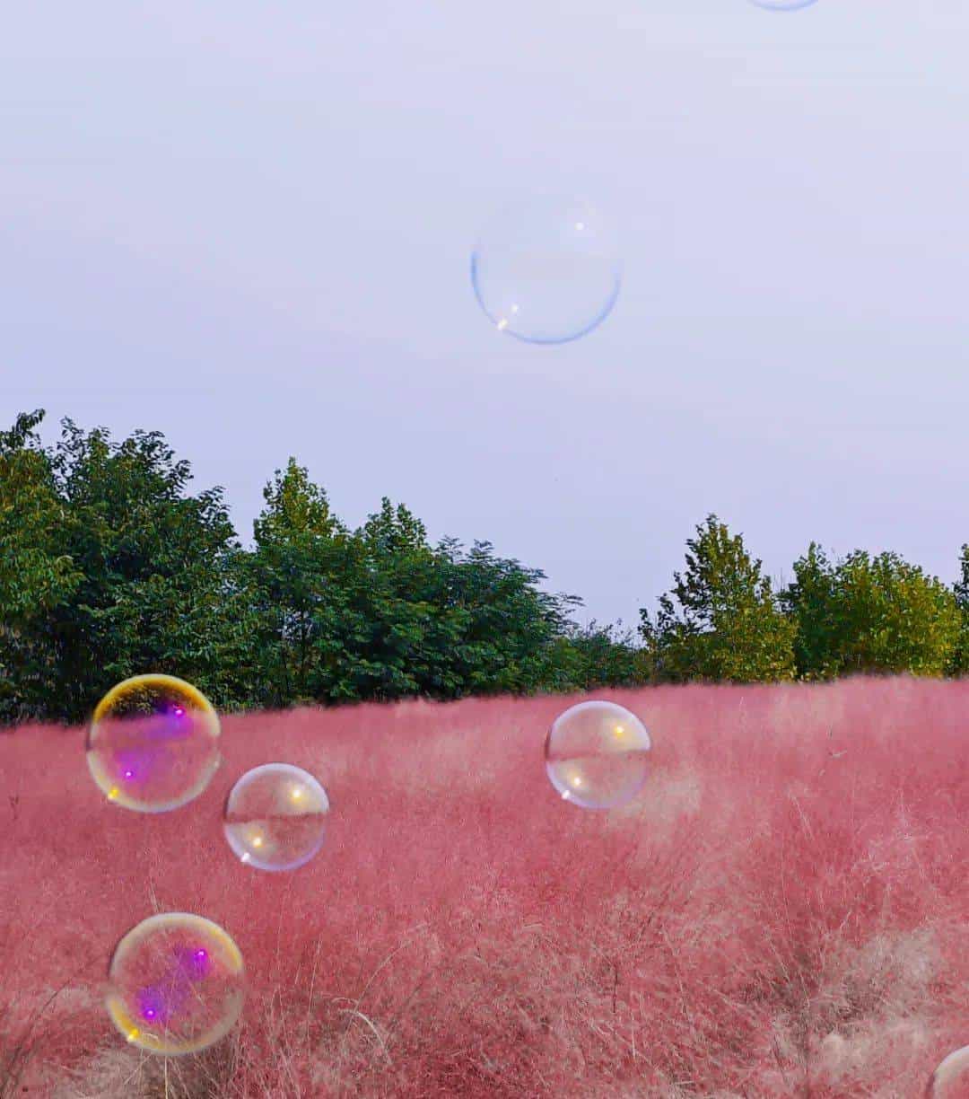 以草为名，比花更美！曲江三大秋日限定粉黛乱子草花海上线~