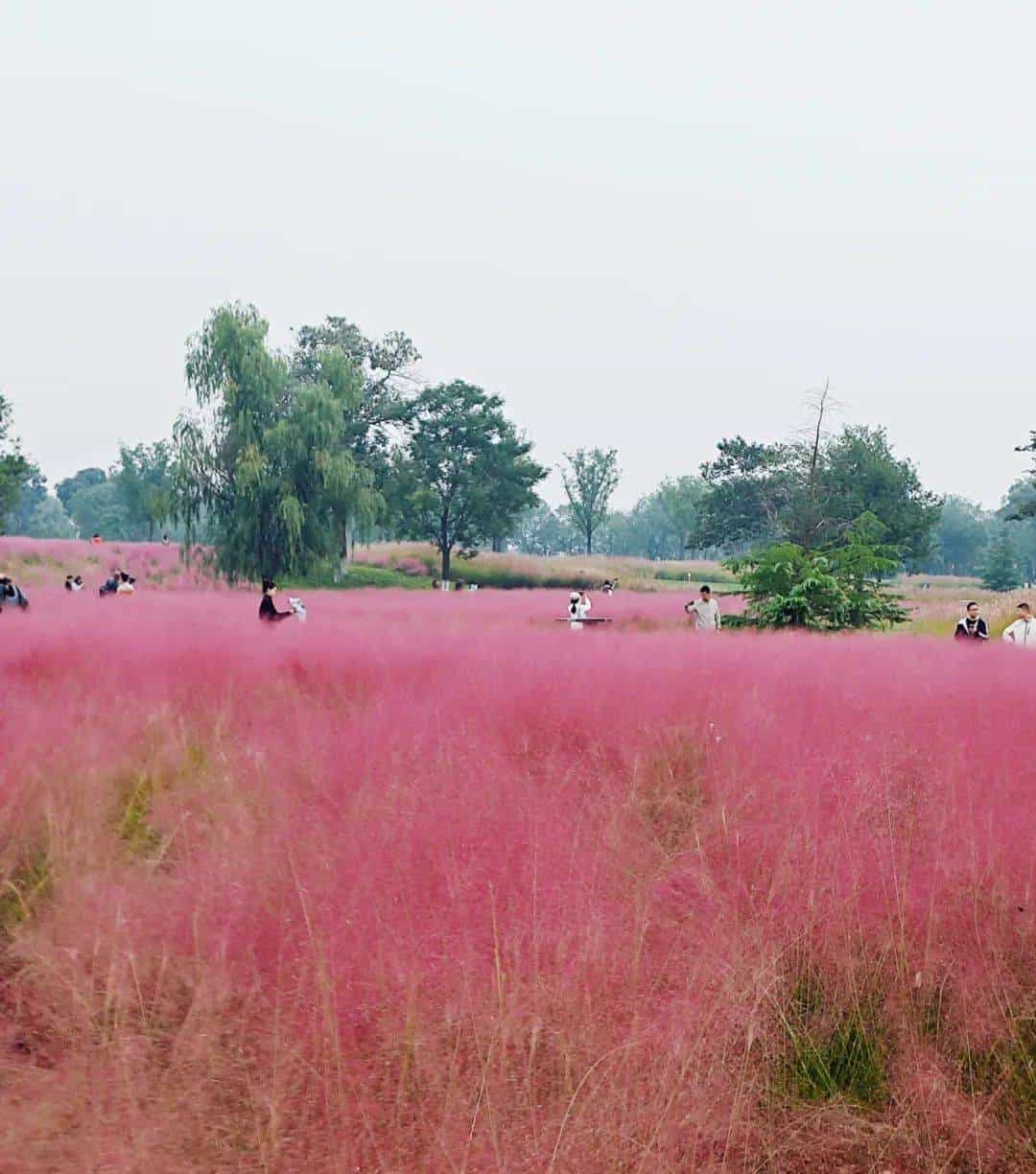 以草为名，比花更美！曲江三大秋日限定粉黛乱子草花海上线~
