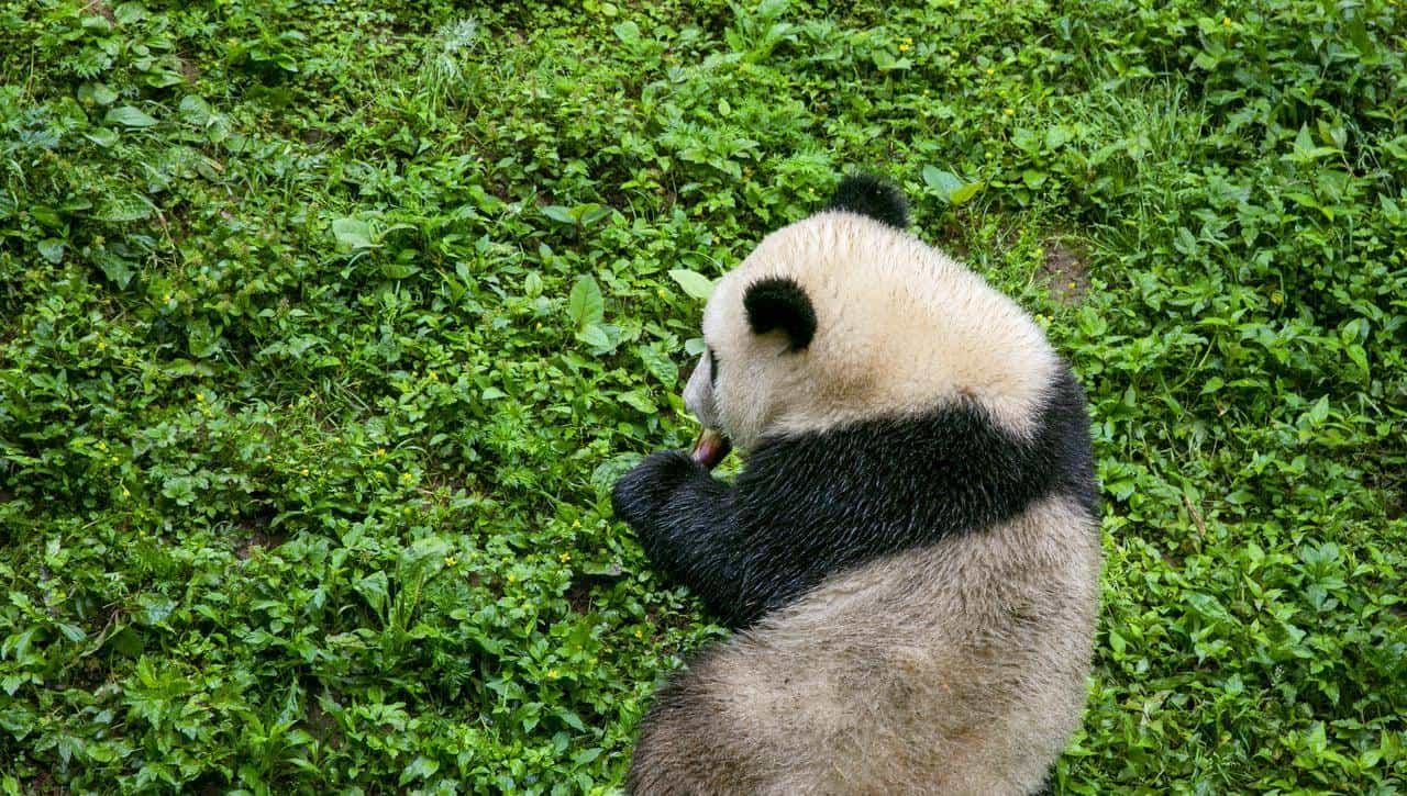 我是广东人，游完四川都江堰市，忍不住想说：对都江堰的 5 点印象