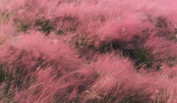 以草为名，比花更美！曲江三大秋日限定粉黛乱子草花海上线~