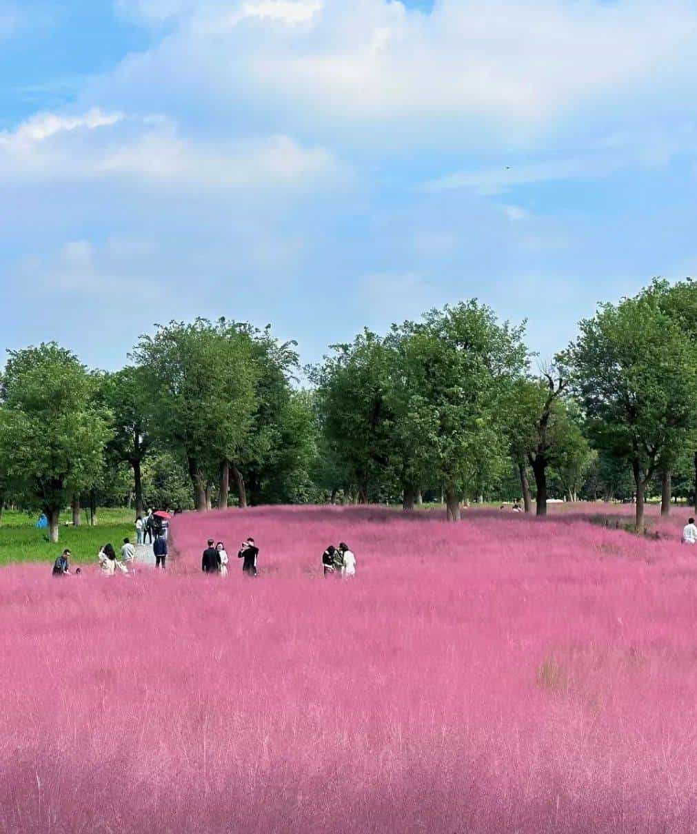 以草为名，比花更美！曲江三大秋日限定粉黛乱子草花海上线~