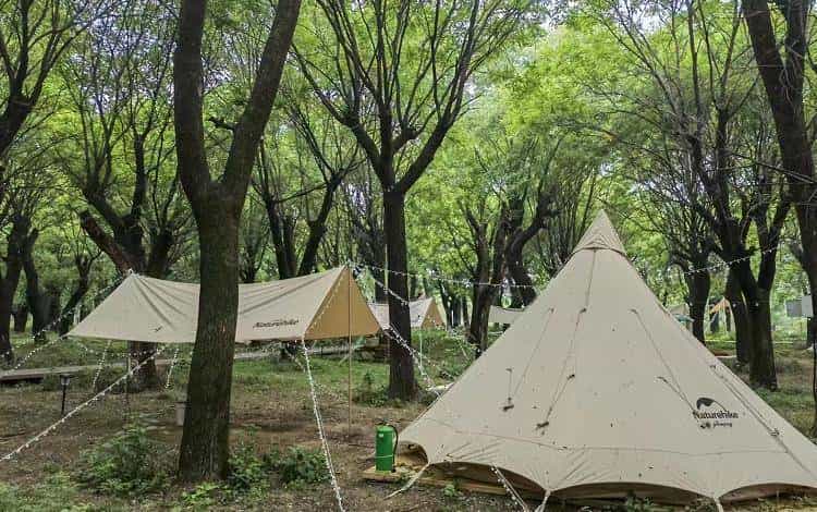 以草为名，比花更美！曲江三大秋日限定粉黛乱子草花海上线~