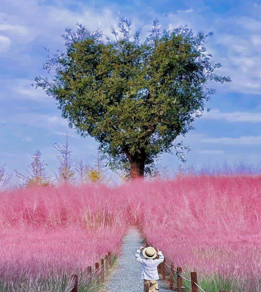 以草为名，比花更美！曲江三大秋日限定粉黛乱子草花海上线~