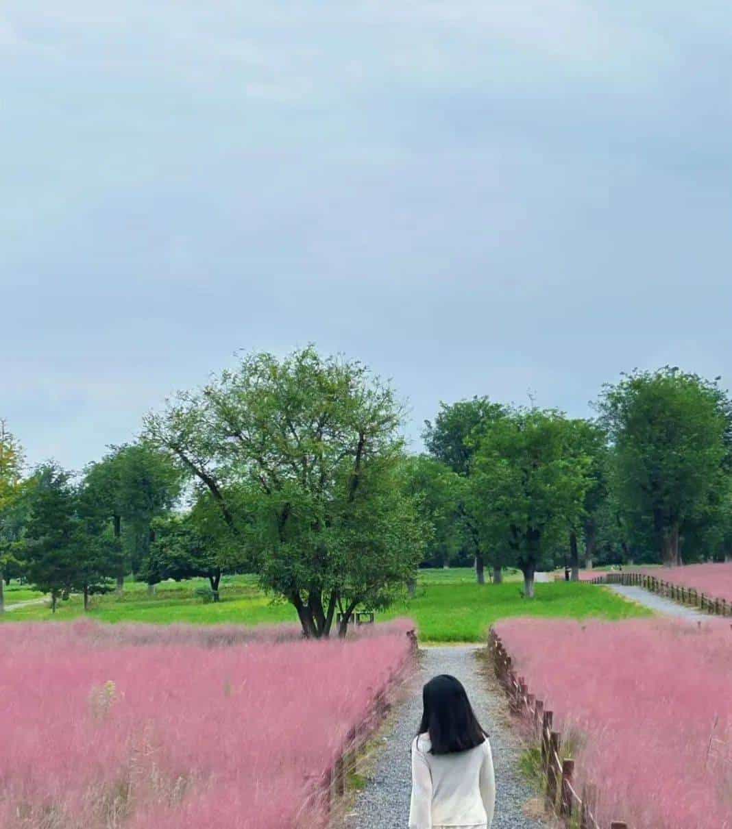 以草为名，比花更美！曲江三大秋日限定粉黛乱子草花海上线~