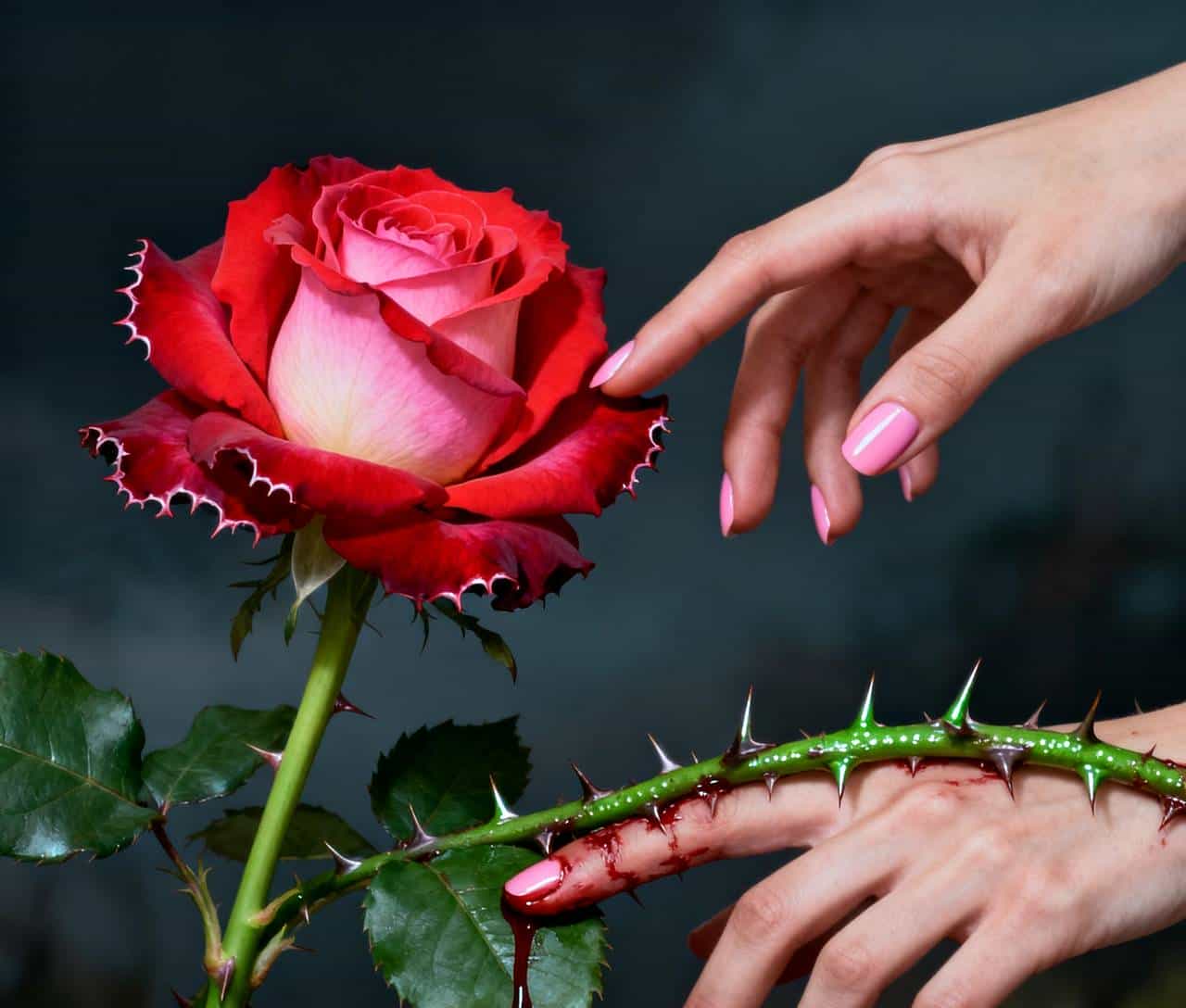 使用DeepSeek和豆包重读《飞鸟集》之二百三十：玫瑰