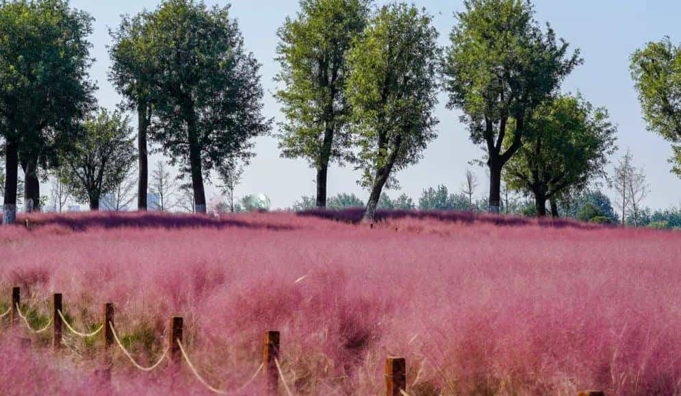 以草为名，比花更美！曲江三大秋日限定粉黛乱子草花海上线~