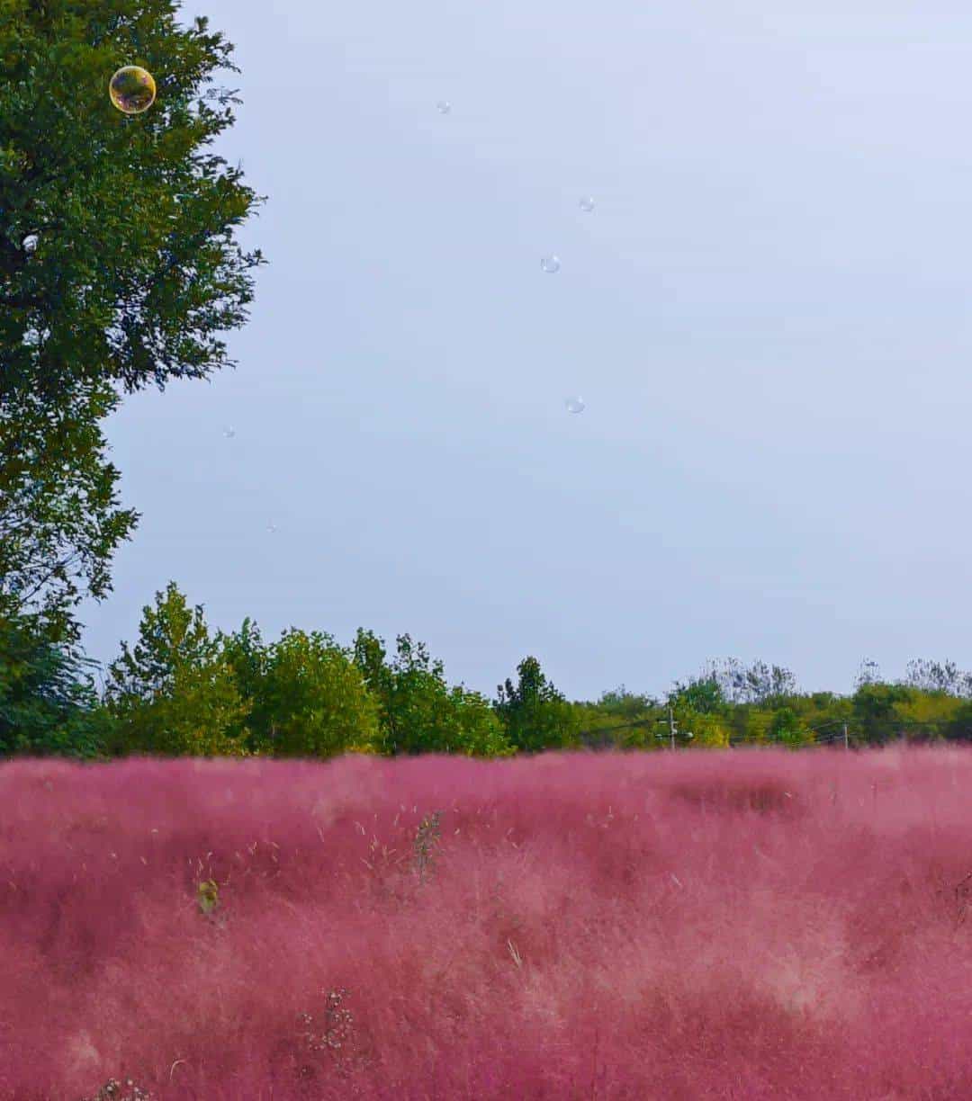 以草为名，比花更美！曲江三大秋日限定粉黛乱子草花海上线~