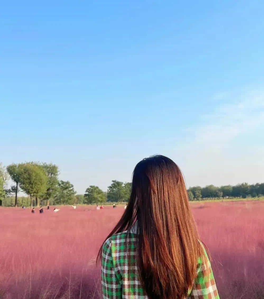 以草为名，比花更美！曲江三大秋日限定粉黛乱子草花海上线~