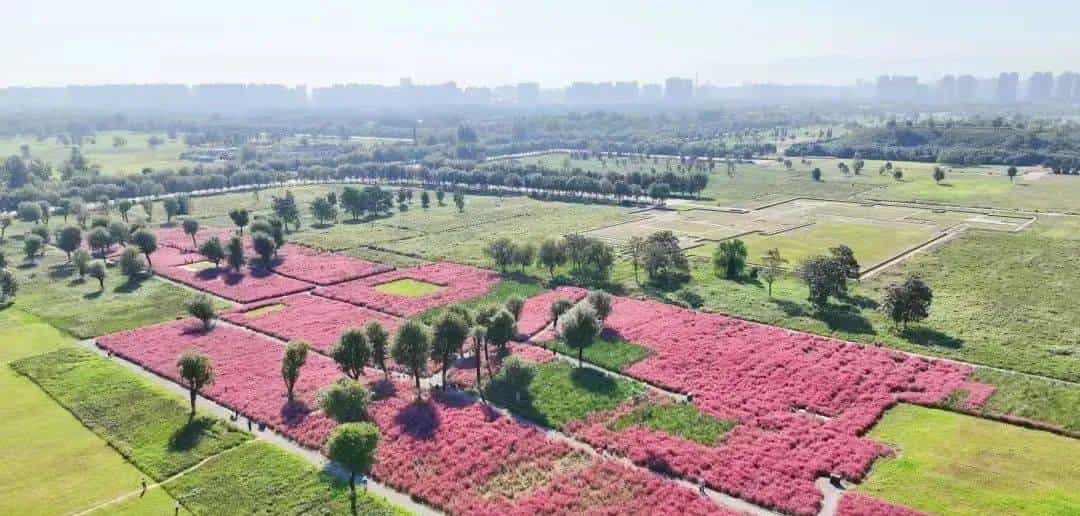以草为名，比花更美！曲江三大秋日限定粉黛乱子草花海上线~