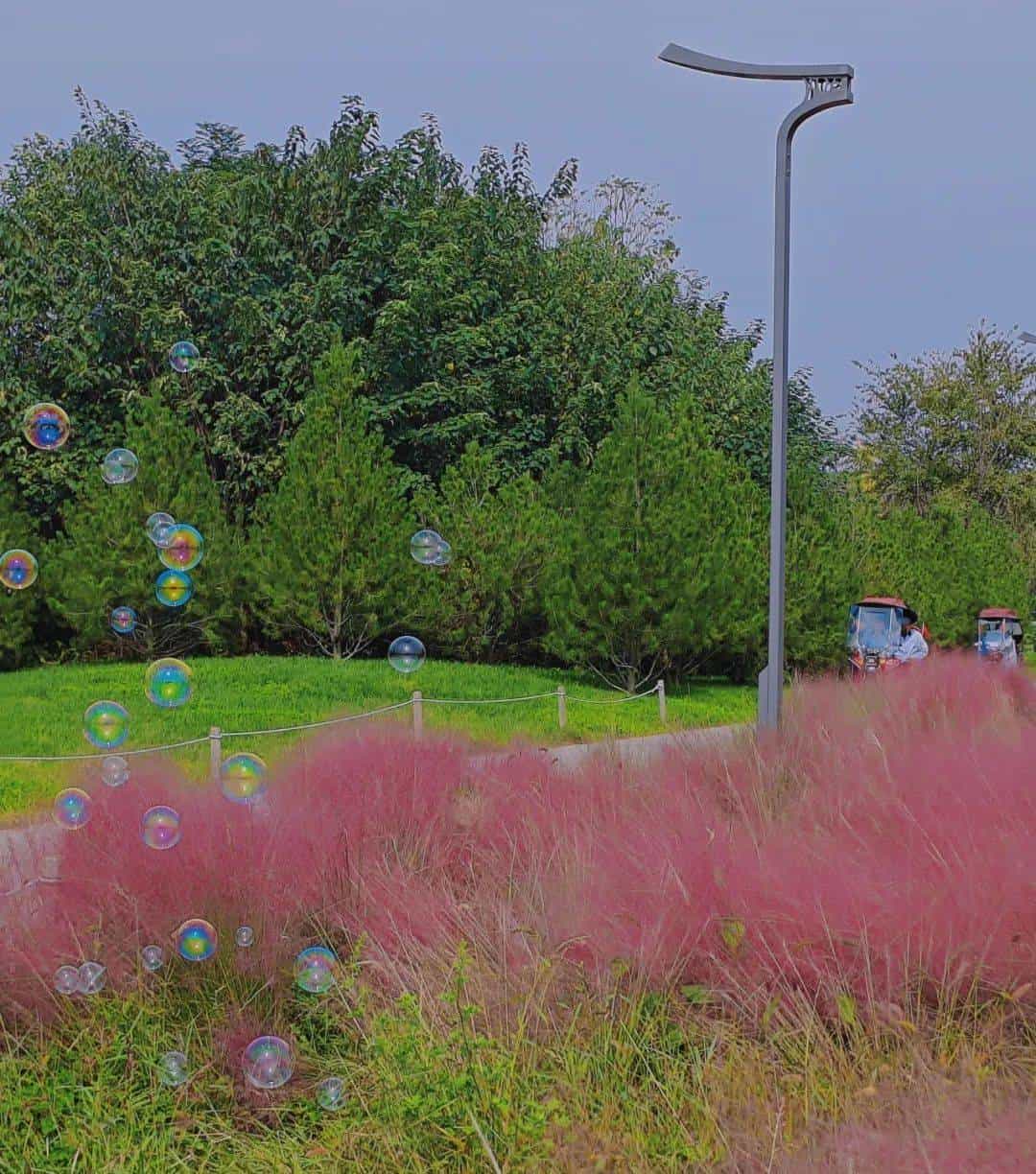 以草为名，比花更美！曲江三大秋日限定粉黛乱子草花海上线~