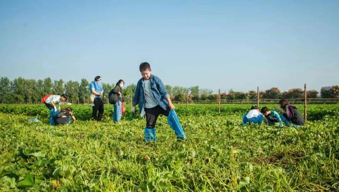 以草为名，比花更美！曲江三大秋日限定粉黛乱子草花海上线~