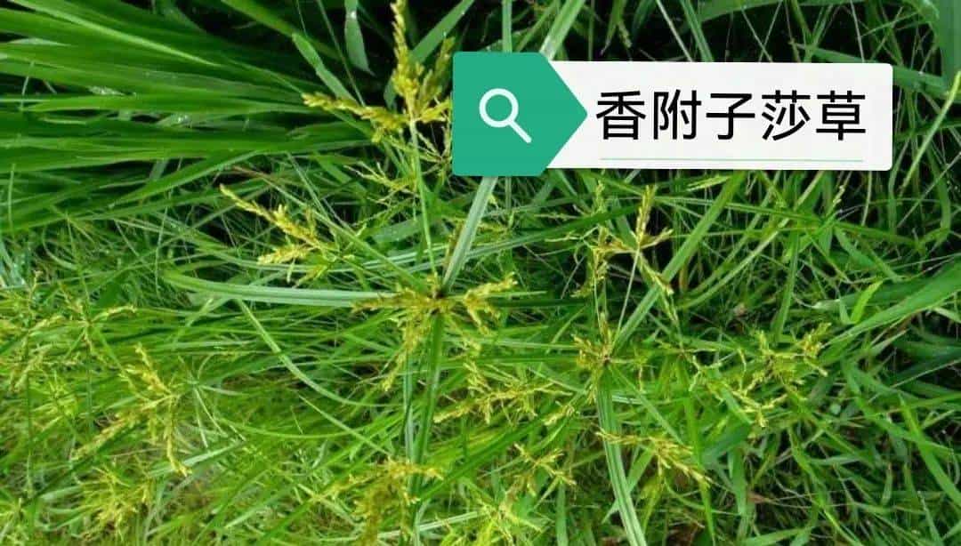 【人间草木】莎草(Suō Cǎo):莎草沿阶密,筼筜绕槛幽