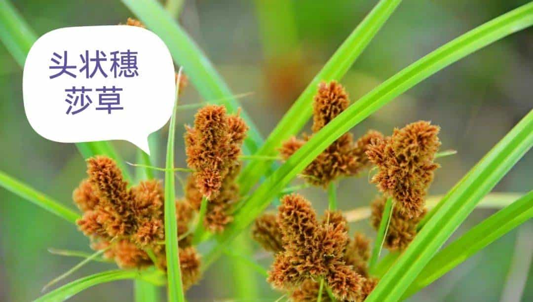 【人间草木】莎草(Suō Cǎo):莎草沿阶密,筼筜绕槛幽