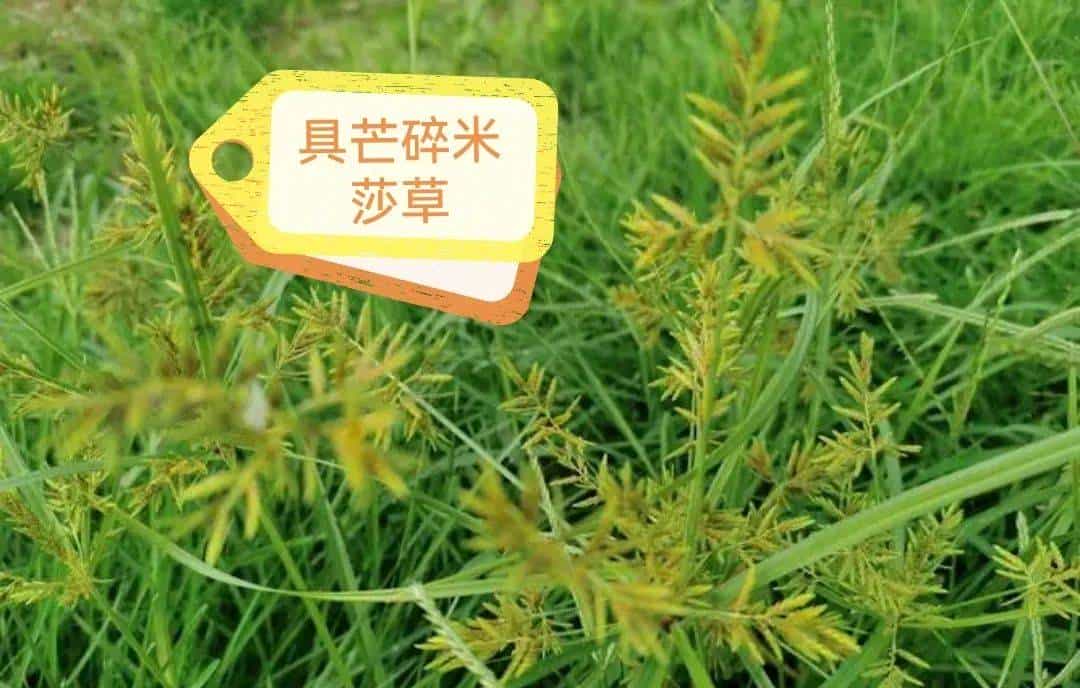 【人间草木】莎草(Suō Cǎo):莎草沿阶密,筼筜绕槛幽