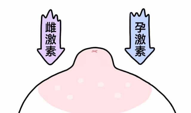 乳晕上的小颗粒,到底是啥啊?