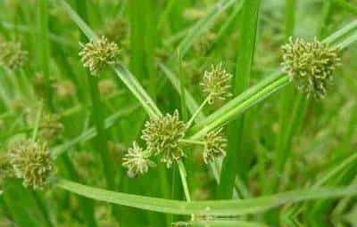 【人间草木】莎草(Suō Cǎo):莎草沿阶密,筼筜绕槛幽