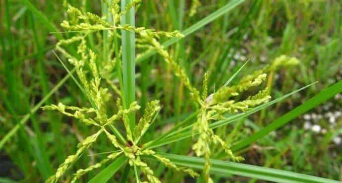 【人间草木】莎草(Suō Cǎo):莎草沿阶密,筼筜绕槛幽