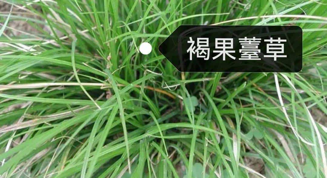 【人间草木】莎草(Suō Cǎo):莎草沿阶密,筼筜绕槛幽
