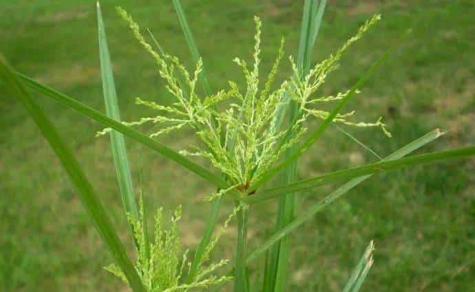 【人间草木】莎草(Suō Cǎo):莎草沿阶密,筼筜绕槛幽