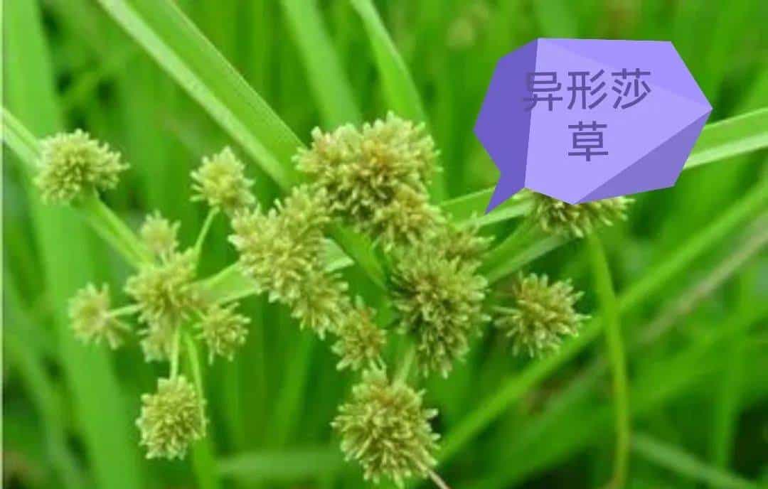 【人间草木】莎草(Suō Cǎo):莎草沿阶密,筼筜绕槛幽