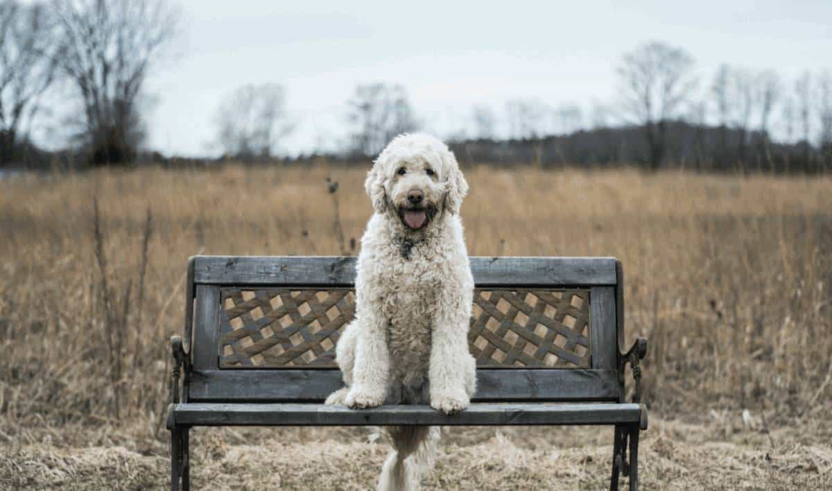 Inpaint Anything 修复图像、视频和3D 场景中的任何内容！开源!