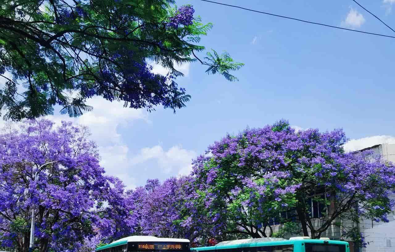 2026春季最火旅行方式：Color Walk色彩漫步攻略（附6条宝藏路线）