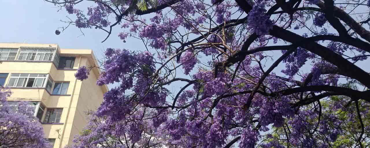 2026春季最火旅行方式：Color Walk色彩漫步攻略（附6条宝藏路线）