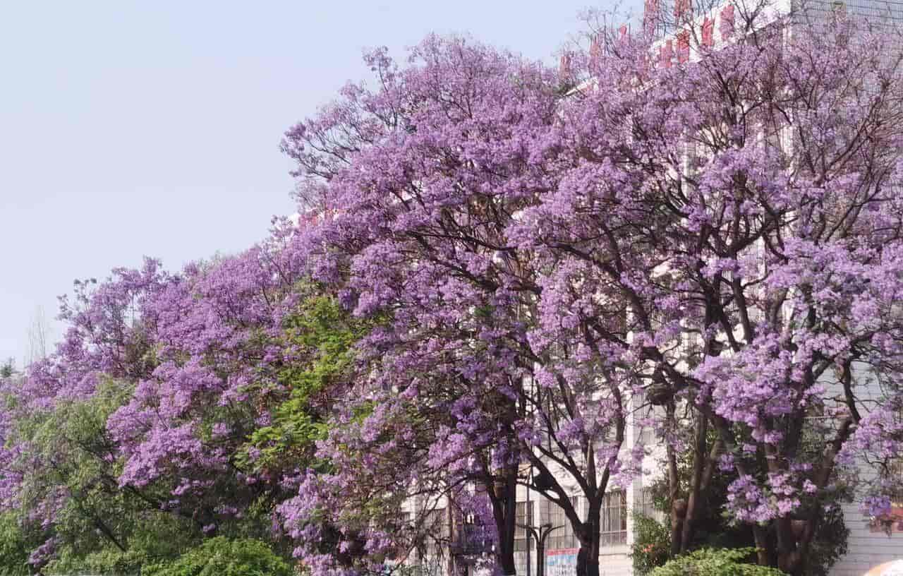 2026春季最火旅行方式：Color Walk色彩漫步攻略（附6条宝藏路线）