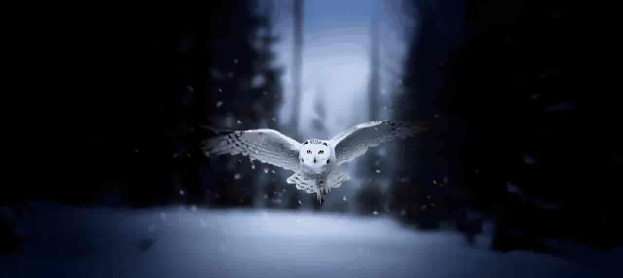 如何用DeepSeek做动画和视频