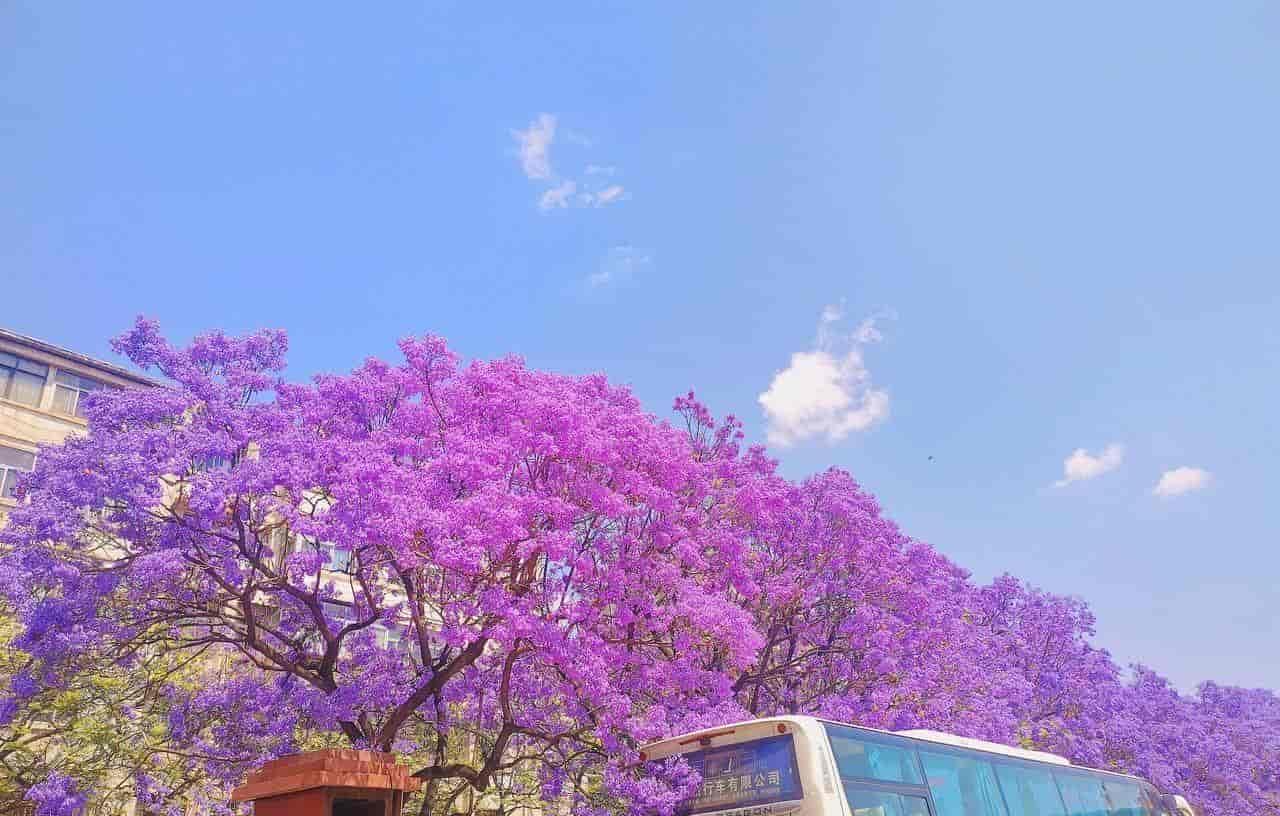 2026春季最火旅行方式：Color Walk色彩漫步攻略（附6条宝藏路线）