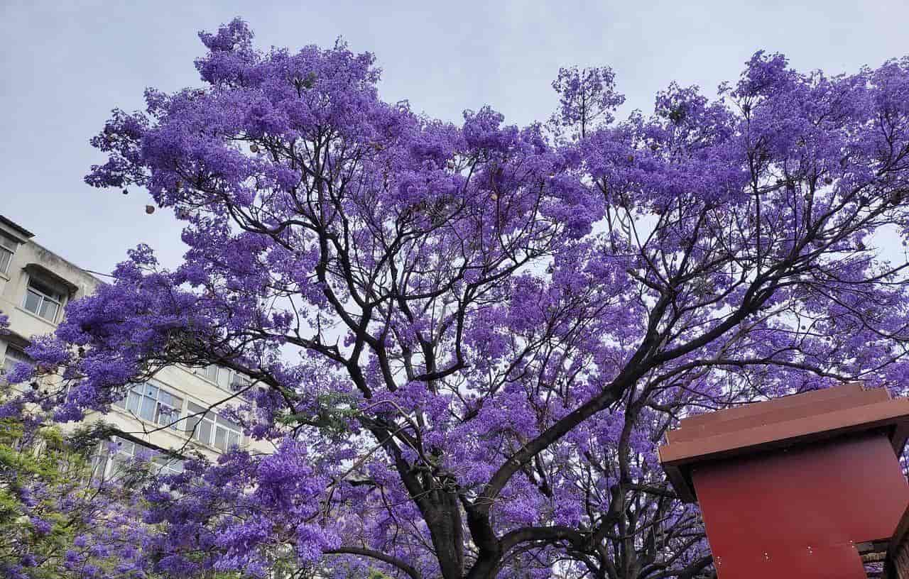 2026春季最火旅行方式：Color Walk色彩漫步攻略（附6条宝藏路线）