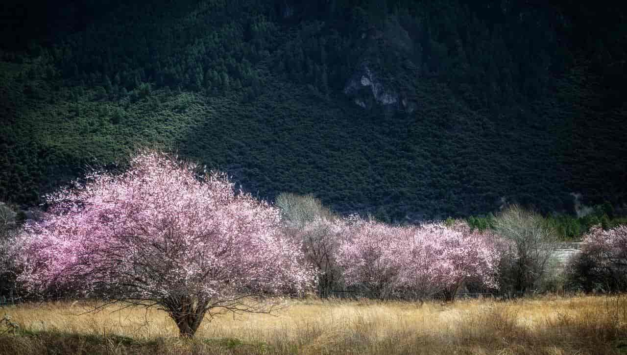2026春季最火旅行方式：Color Walk色彩漫步攻略（附6条宝藏路线）