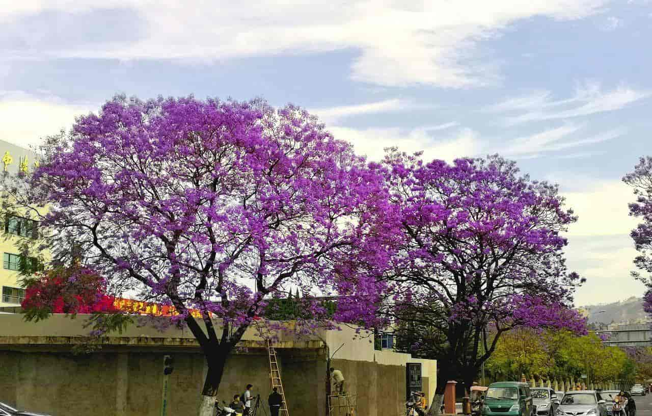 2026春季最火旅行方式：Color Walk色彩漫步攻略（附6条宝藏路线）