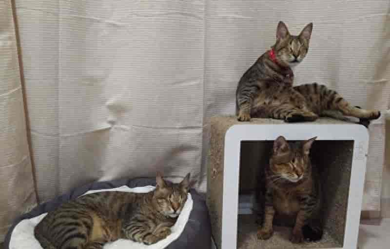 迪拜三只盲猫生活幸福 眼失明心可见