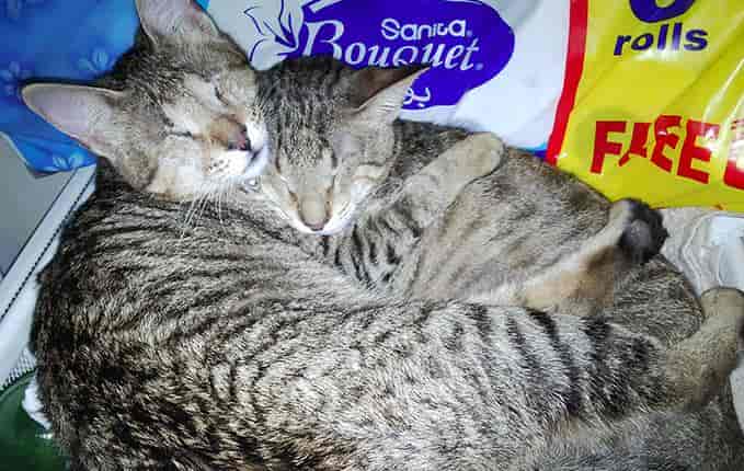 生活在迪拜的失明小猫