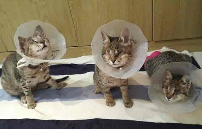 生活在迪拜的失明小猫