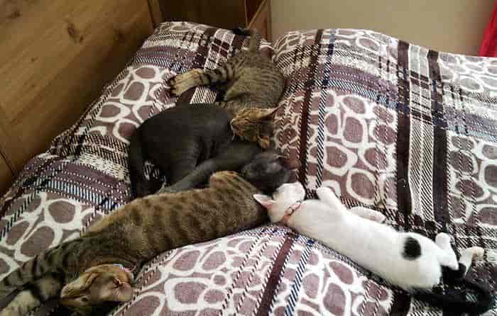 生活在迪拜的失明小猫