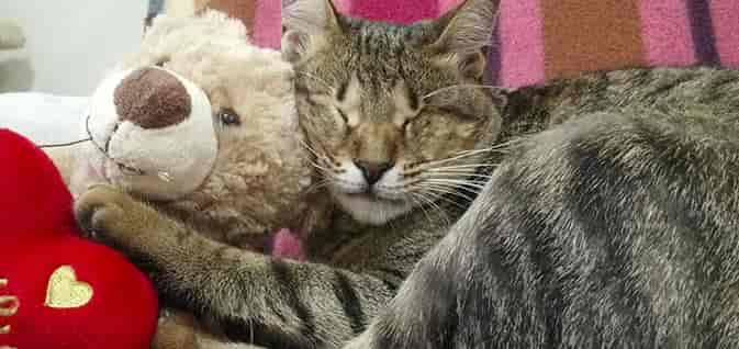 生活在迪拜的失明小猫