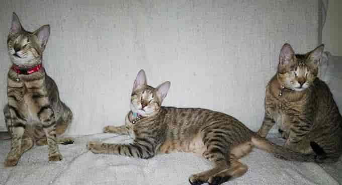 生活在迪拜的失明小猫