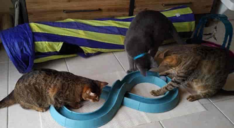 迪拜三只盲猫生活幸福 眼失明心可见